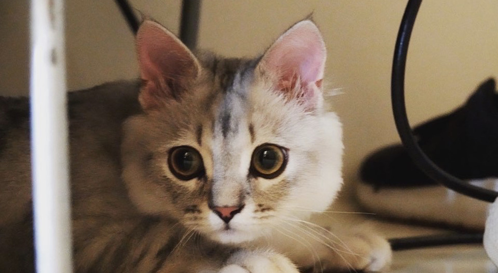 猫咪性格孤傲究竟主人在它们心中是如何(图/翻摄自IG:@wen.shan0410)