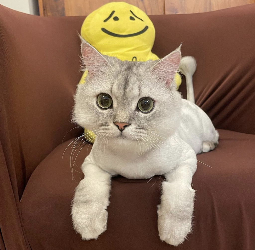 撒娇讨抱抱恭喜你在猫猫心中的地位很高(图/翻摄自IG:@wen.shan0410)