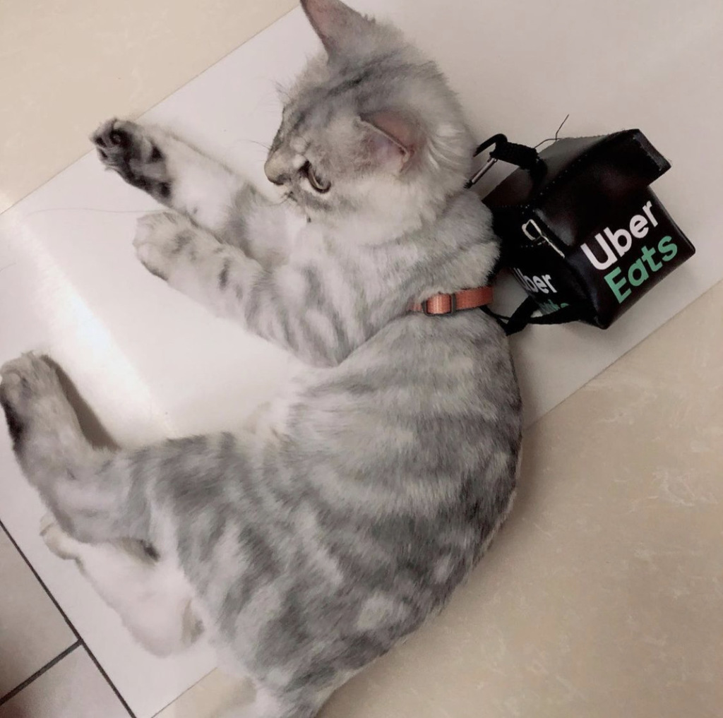 一起玩一起睡觉就像同类一样(图/翻摄自IG:@wen.shan0410)