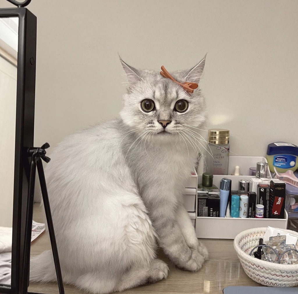 猫猫显示不耐烦的话就是仆人无误(图/翻摄自IG:@wen.shan0410)