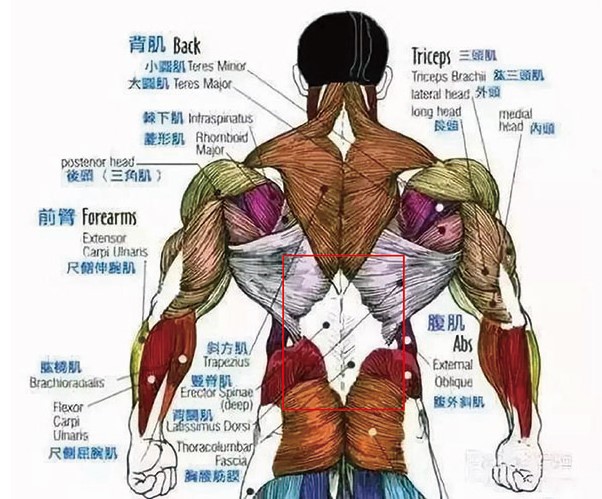 健身除了倒三角,也要让背肌长出圣诞树!