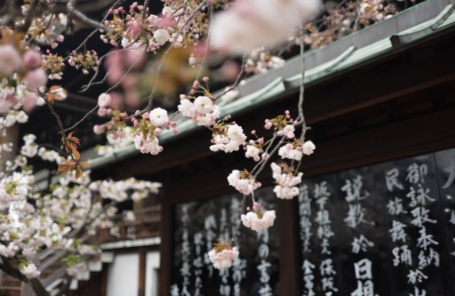 在线学习日语的最佳网站 [2019 年 5 月]