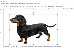 如何从 Google 文档下载图像