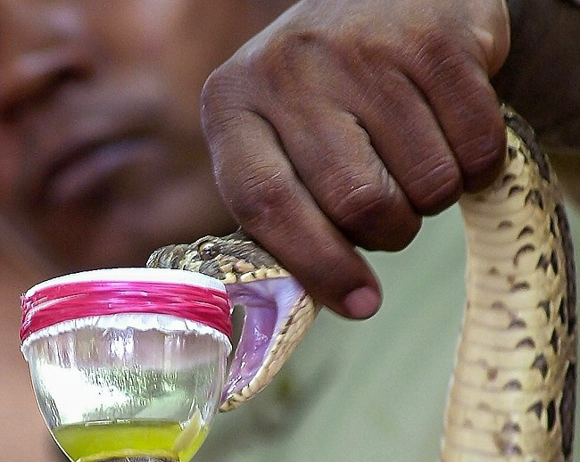 1647355134962048744.jpg the-7-most-expensive-liquids-on-the-planet-the-most-expensive-scorpion-venom-2133-billion-vnd-liter-picture-2-EOSf7k1fj.jpg