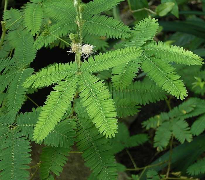1683813244614005091.jpg Mimosa_pudica_01_ies.jpg