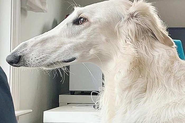 1650622210261088291.jpg she-has-the-longest-nose-in-the-world-picture-1-hoFUwd3du.jpg