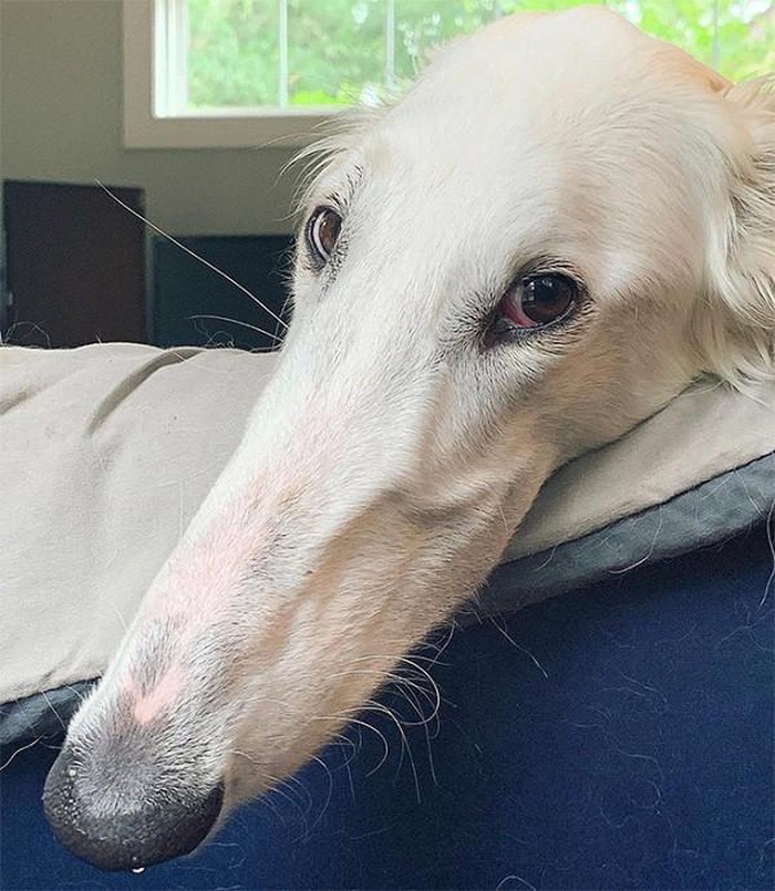 1650622232056053698.jpg she-has-the-longest-nose-in-the-world-picture-2-g8EUdW90U.jpg