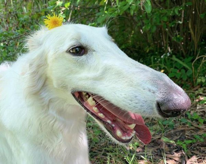 1650622288644036101.jpg she-has-the-longest-nose-in-the-world-picture-6-CeFnkga6G.jpg