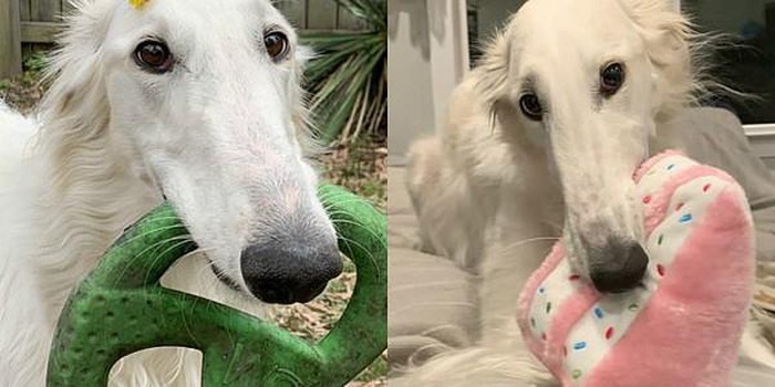 1650622317397008496.jpg she-has-the-longest-nose-in-the-world-picture-9-FJ5kbaPpl.jpg