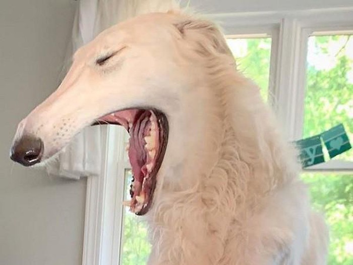 1650622326127060386.jpg she-has-the-longest-nose-in-the-world-picture-10-VphskMjOB.jpg