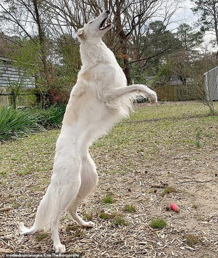 1650622347535039992.jpg she-has-the-longest-nose-in-the-world-picture-12-i8d7EM3OO.jpg