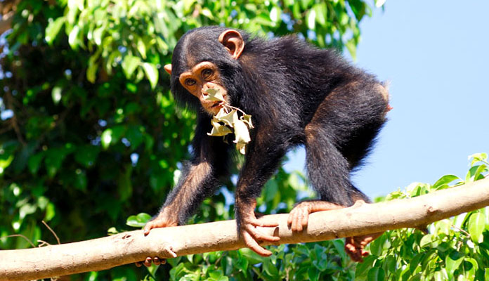 1649328585354039420.jpg interesting-discovery-human-brain-is-more-flexible-than-chimp-brain-picture-1-9jqUys63o.jpg