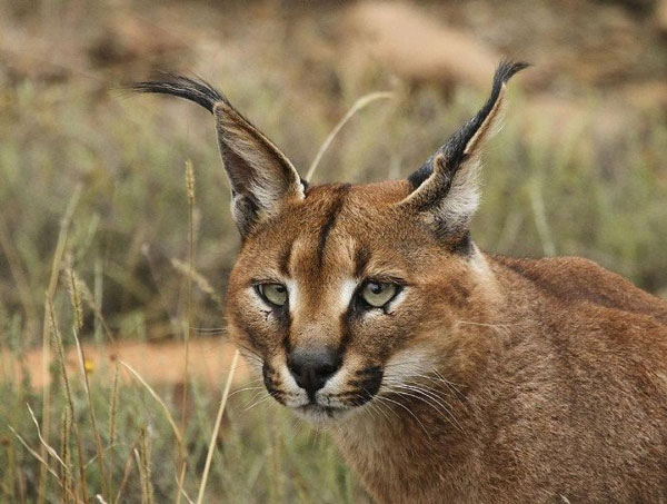 1649695583434069142.jpg 10-most-beautiful-animals-in-the-world-picture-5-LxxDcPsSF.jpg