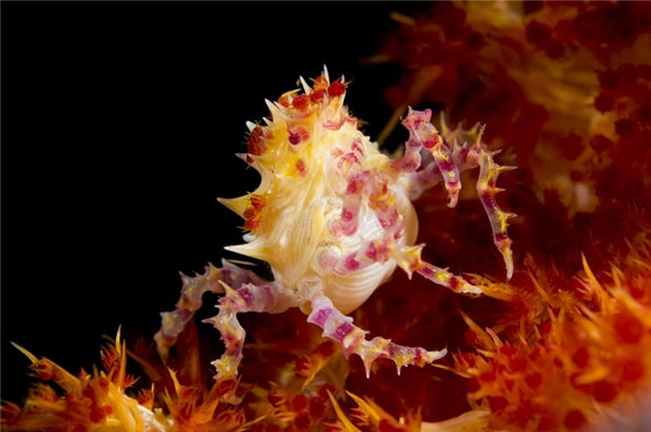 1649695593319026723.jpg 10-most-beautiful-animals-in-the-world-picture-6-rfHtwikkL.jpg