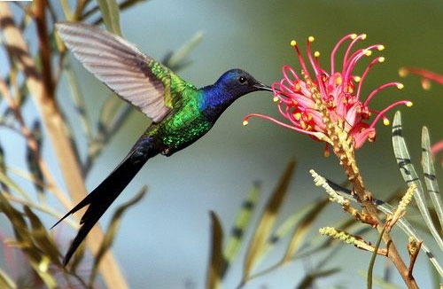 1649695602836018770.jpg 10-most-beautiful-animals-in-the-world-picture-7-rkmZWqCrL.jpg